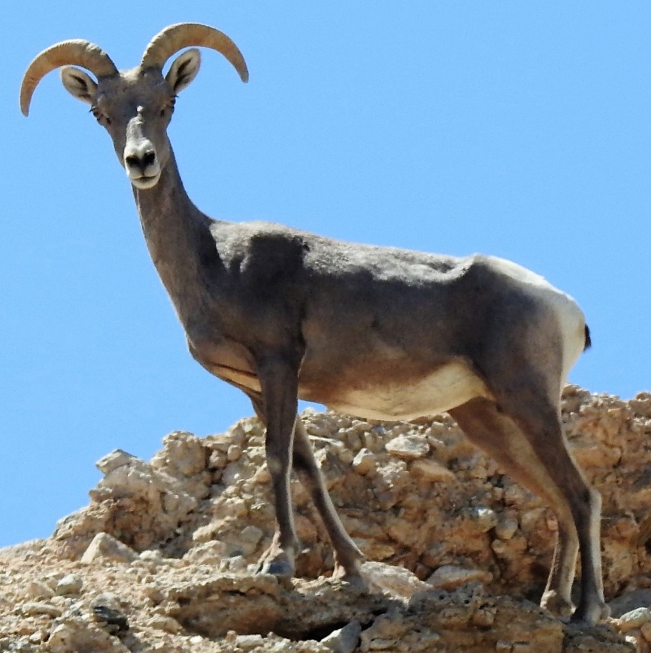 Leaping from the Ledge Bighorn Sheep in the California Desert